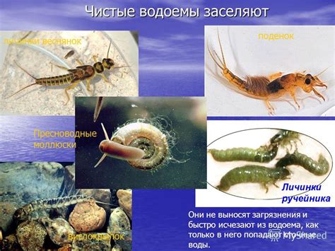 личинки веснянки, поденок, вислокрылок-живые индикаторы чистоты черного моря